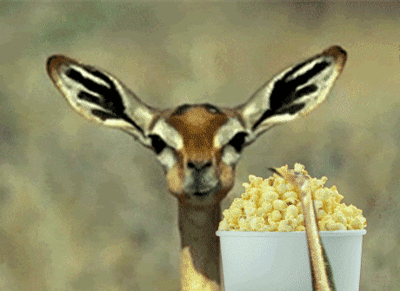 Kangaroo_Eating_popcorn_gif.gif